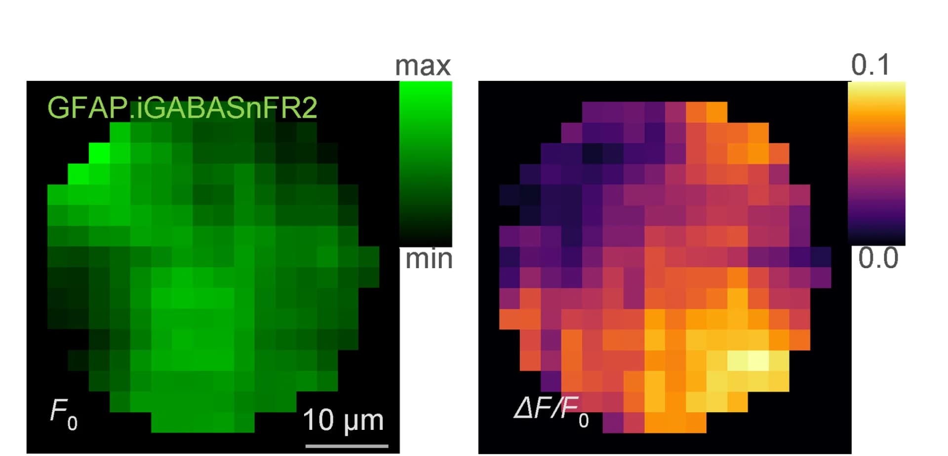 Open access visualization of Heatmap, iGABASnFR2, Baseline Conditions, GABA Signal
