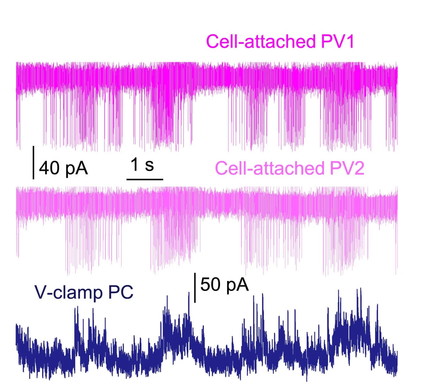 Open access visualization of Line Plot, Spiking Activity, FS PV+ Cells, IPSCs, Pyramidal Neuron