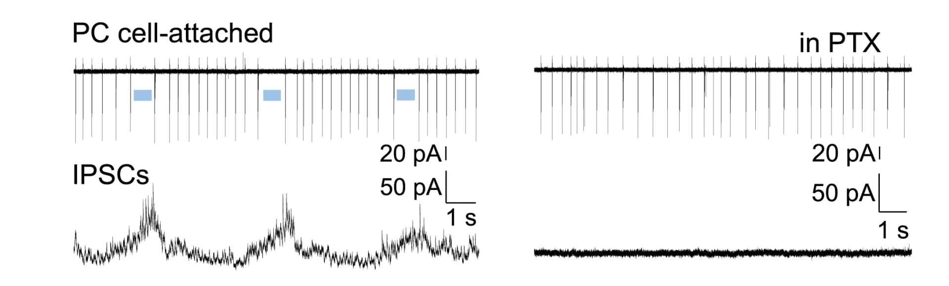 Open access visualization of Line Plot, Line Step, Action Potentials, GABAAR-mediated IPSCs, Picrotoxin