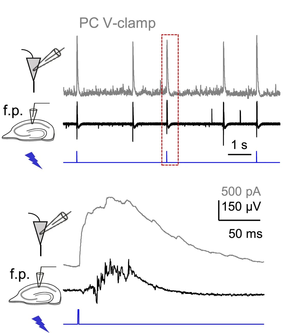 Open access visualization of Line Plot, Pyramidal Neuron IPSCs, Field Potentials, FS PV+ Cells, GABAAR Currents