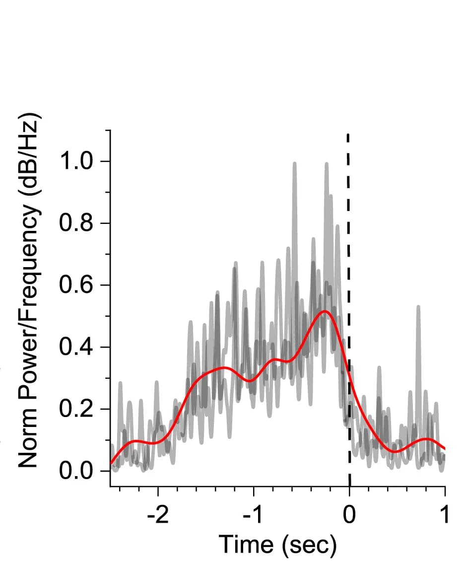 Open access visualization of Line Plot, Density Plot, Spectral Power Density, Ramp Stimulations, Time Window