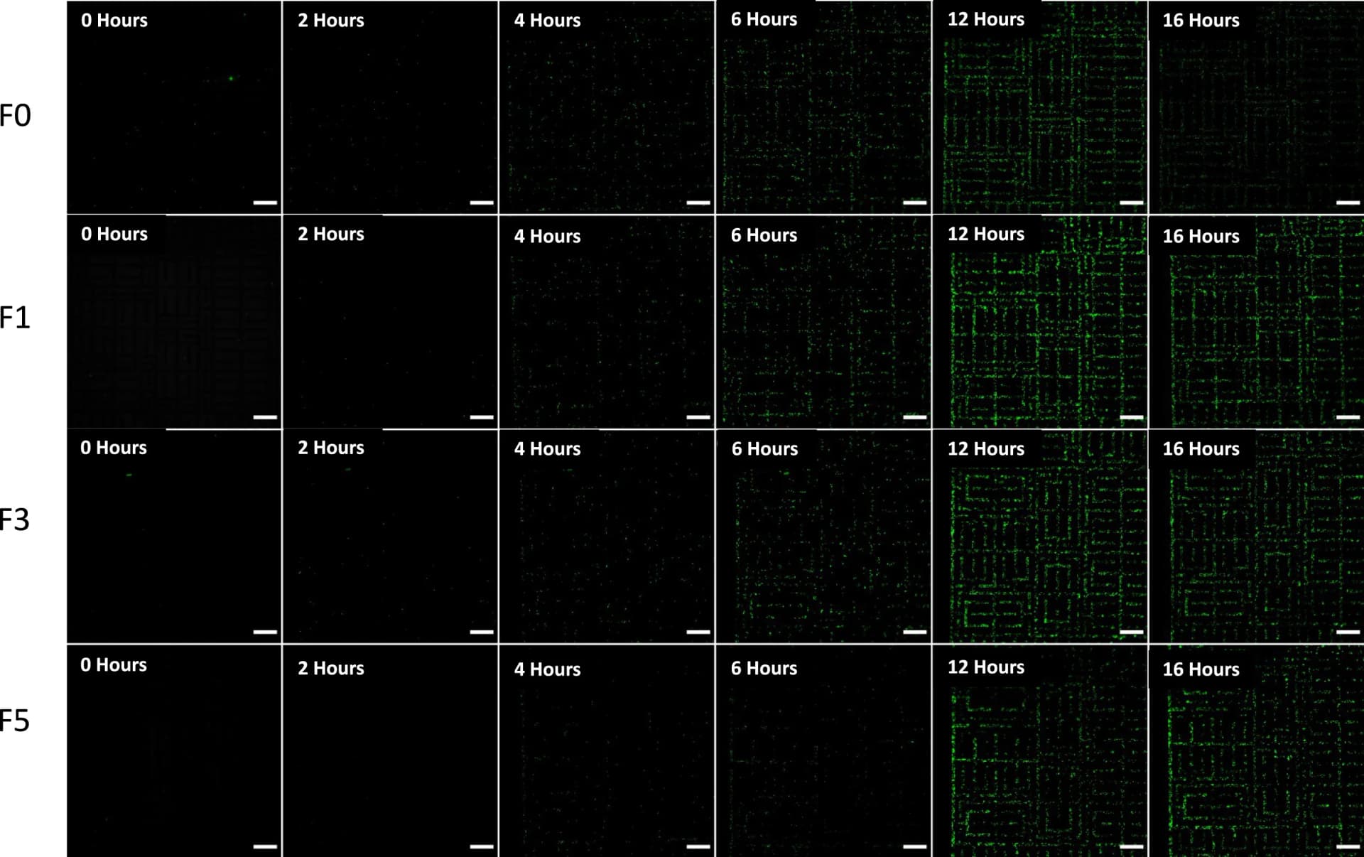 Open access visualization of Microscopy, Bacterial Biomass, GFP, Mazes