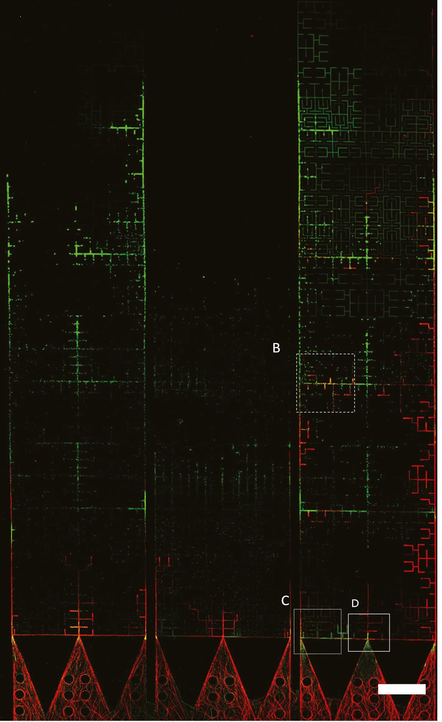 Open access visualization of Microscopy, Fungal Strain, Bacterial Strain, Mazes