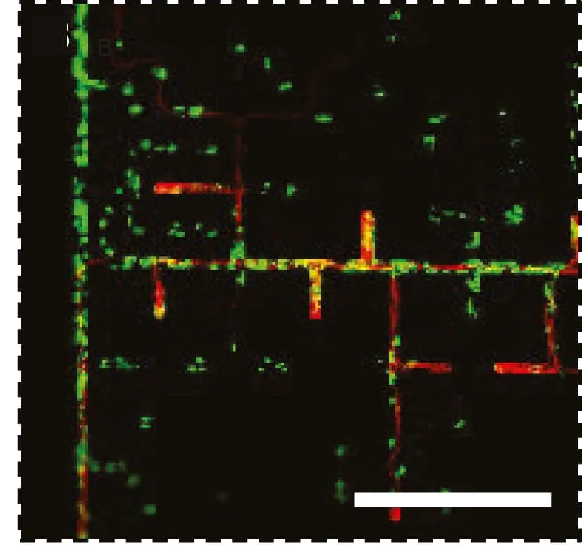Open access visualization of Microscopy, Fungi, Bacteria, Dead Ends
