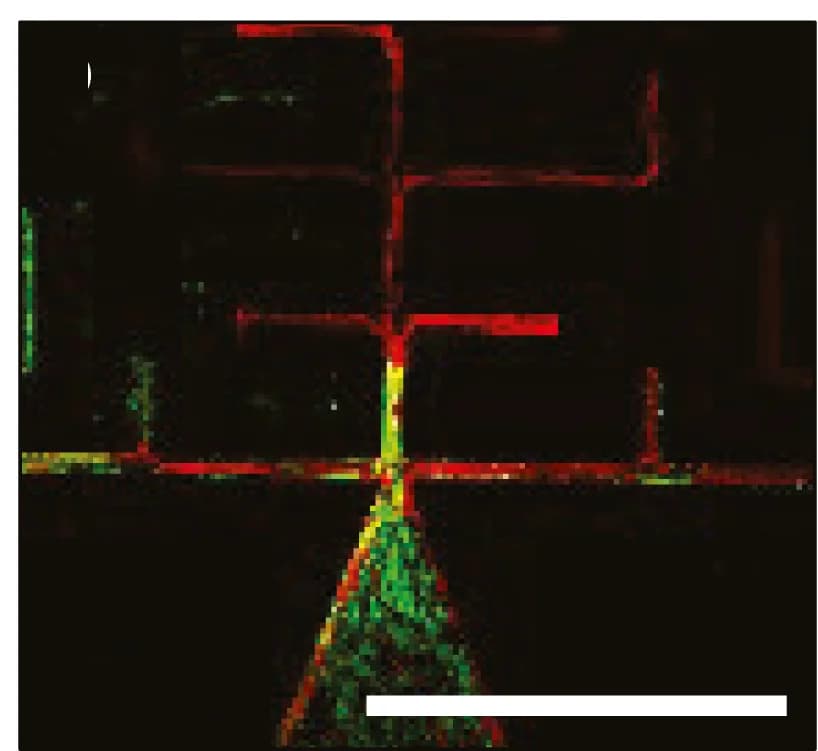 Open access visualization of Microscopy, Fungi, Dead Ends