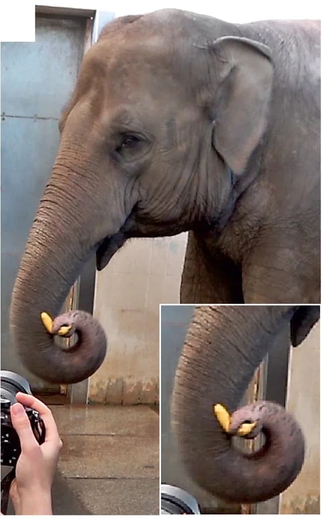 Open access visualization of Photo, Banana, Peeling