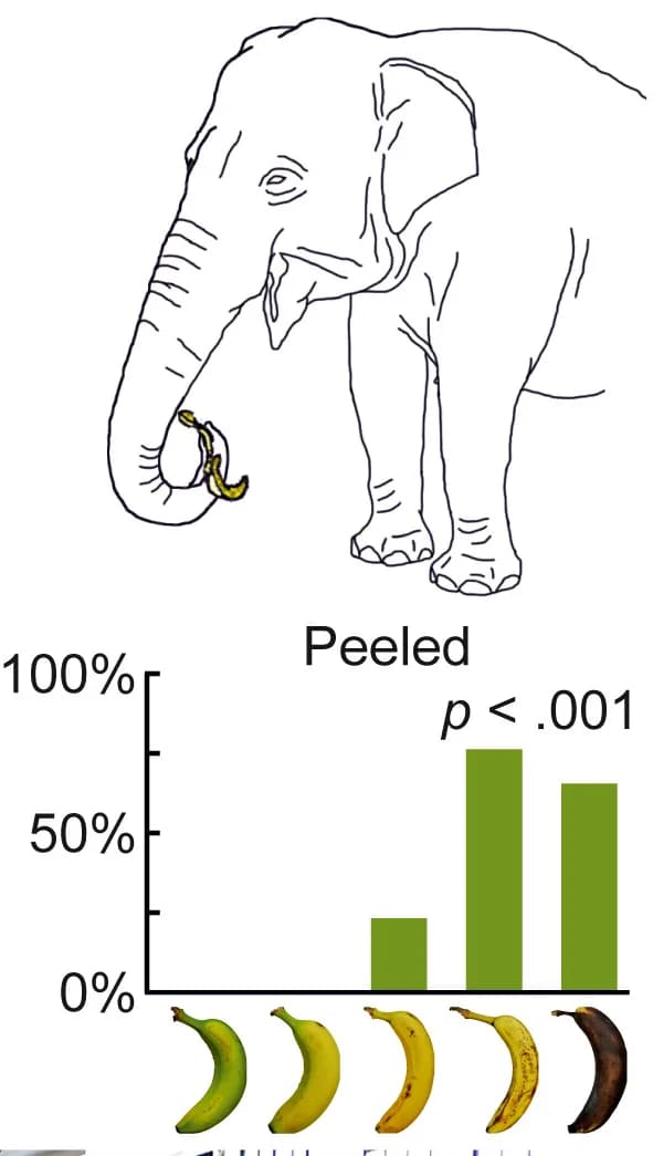 Open access visualization of Bar Plot, Illustration, Schematic, Percentage, Peeled Bananas