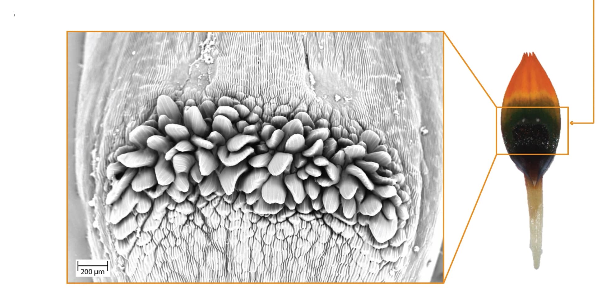 Open access visualization of Microscopy, Photo, Cryo-SEM, Petal Spot, Springbok Morphotype