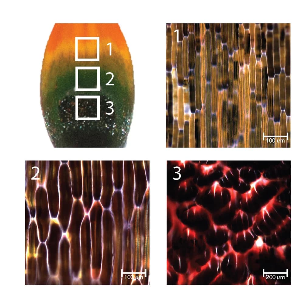Open access visualization of Microscopy, Light Microscopy, Epidermal Peels, Petal Spot, Cyanidin Pigment
