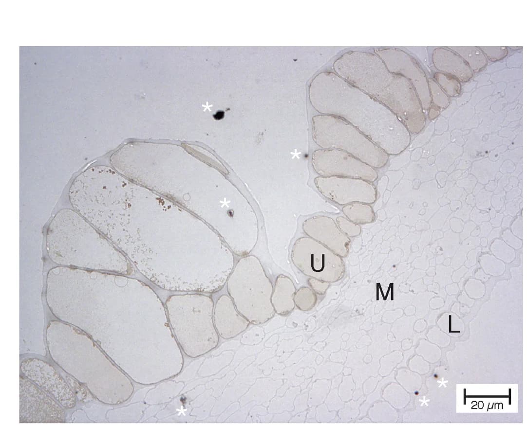 Open access visualization of Microscopy, Perls'-DAB Staining, Quetol-Embedded Slices, Spotted Florets, Iron
