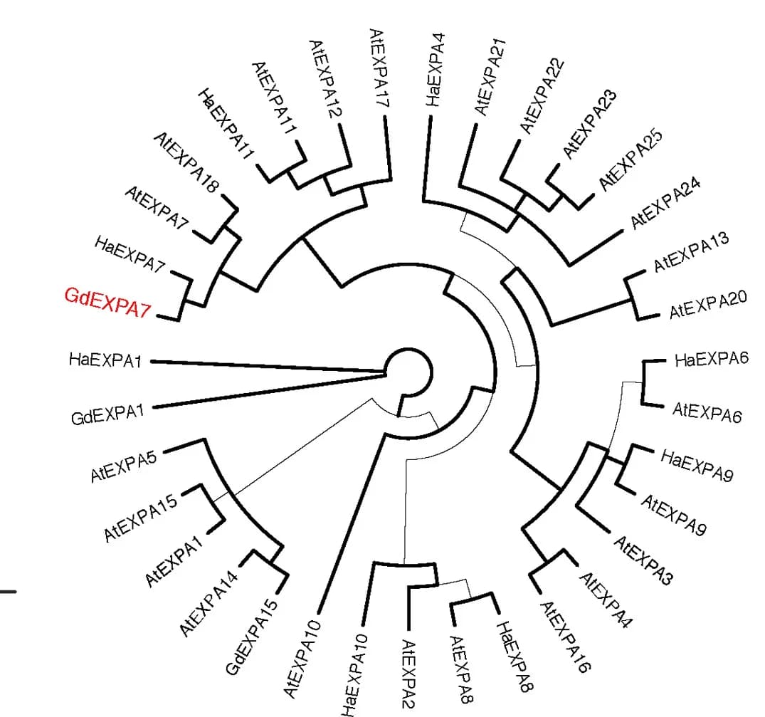 Open access visualization of Network, Pathway, Phylogenetic analysis, Protein sequences, A. thaliana