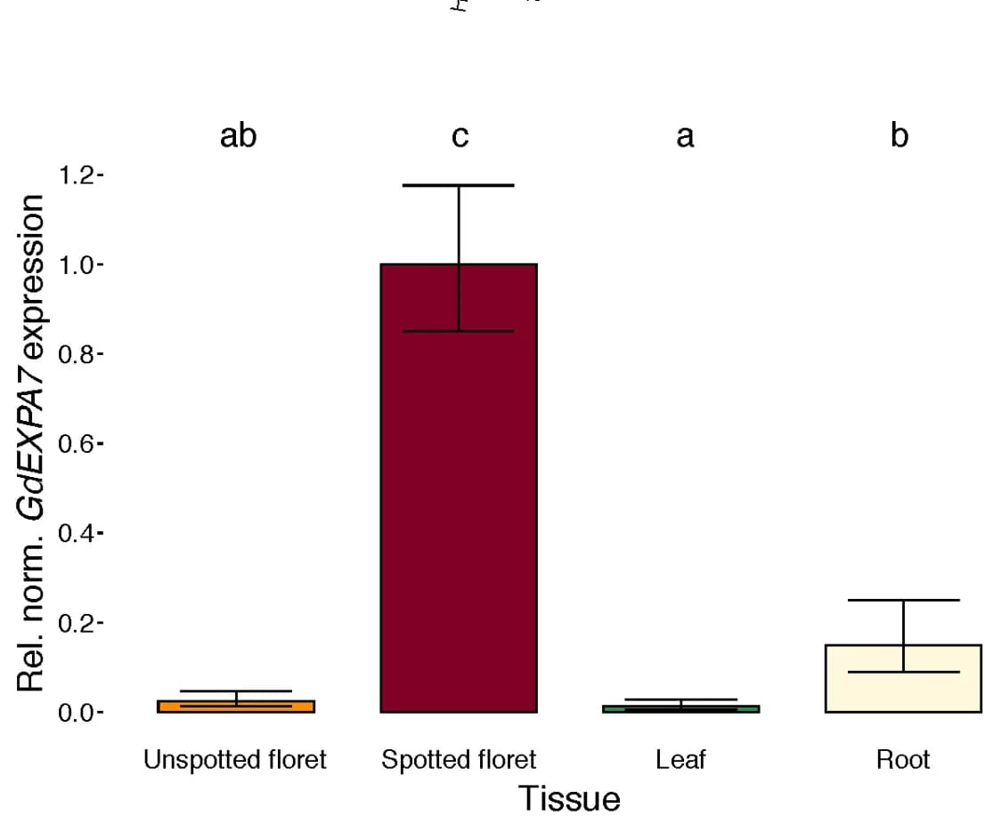 Open access visualization of Bar Plot, Error Bars, RT-qPCR, GdEXPA7, Developing roots