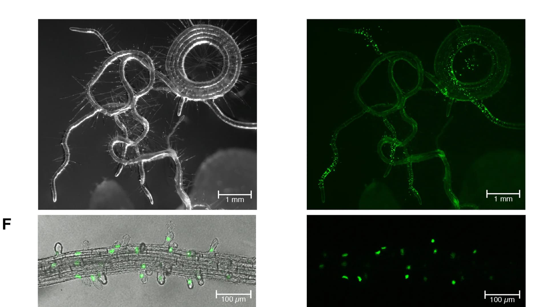 Open access visualization of Microscopy, Nuclear localized GREEN FLUORESCENT PROTEIN, GFP-N7, GdEXPA7 promoter, A. thaliana seedlings