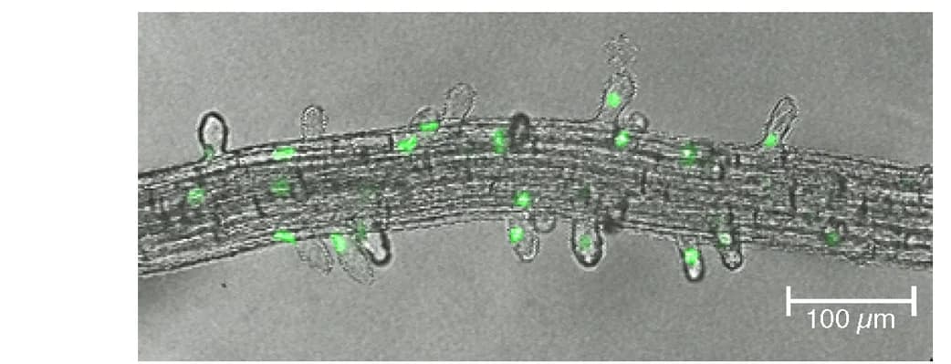 Open access visualization of Microscopy, Developing roots, GdEXPA7-GFP-N7, A. thaliana plants, Root hair cells