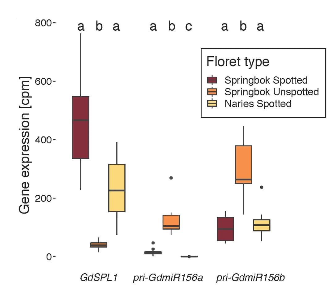 Open access visualization of Box Plot, GdSPL1 Expression, Spotted Florets, G. diffusa Springbok, Naries