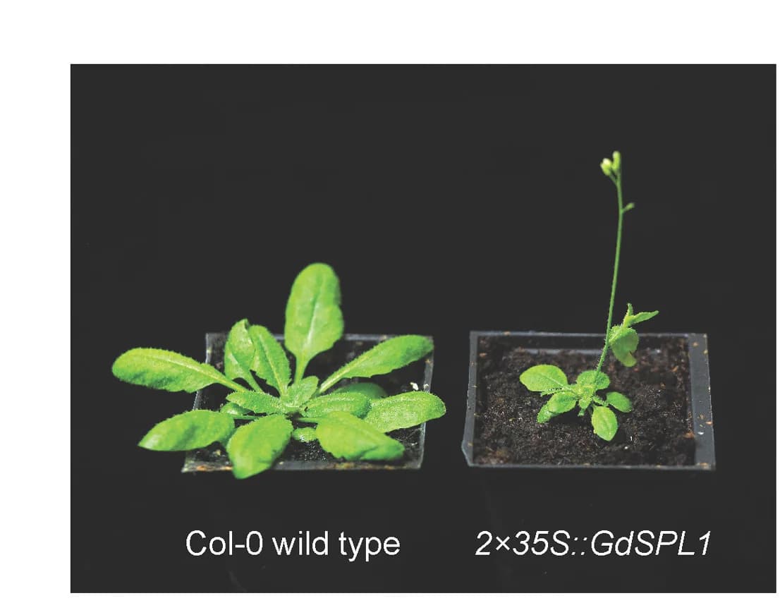 Open access visualization of Photo, GdSPL1 Overexpression, 35S Promoter, Early Flowering, A. thaliana