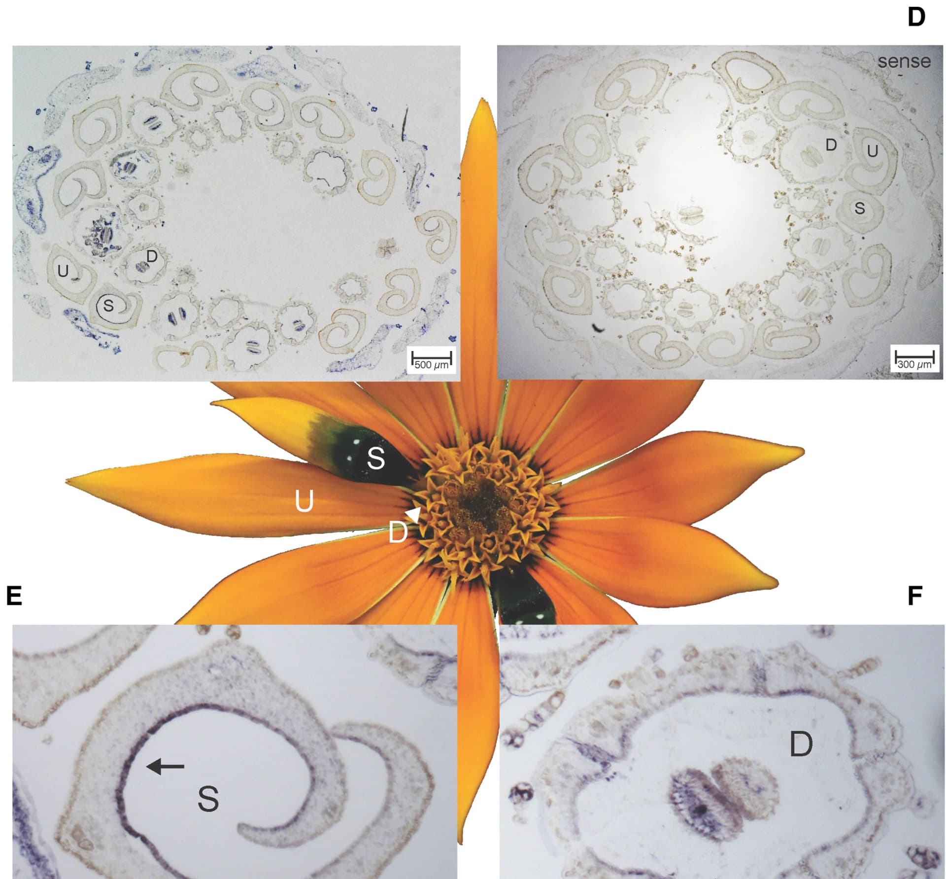 Open access visualization of Microscopy, Photo, Transverse Section, G. diffusa Springbok, Capitulum
