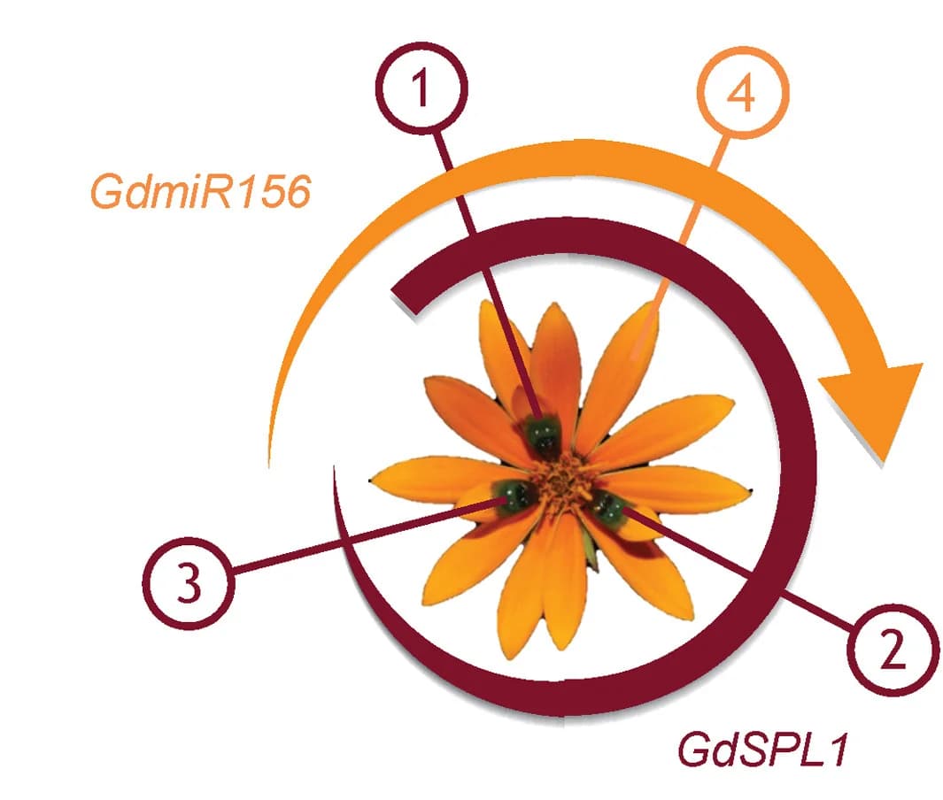 Open access visualization of Workflow, Illustration, Petal Spot Initiation, Ray Florets, GdSPL1 Expression
