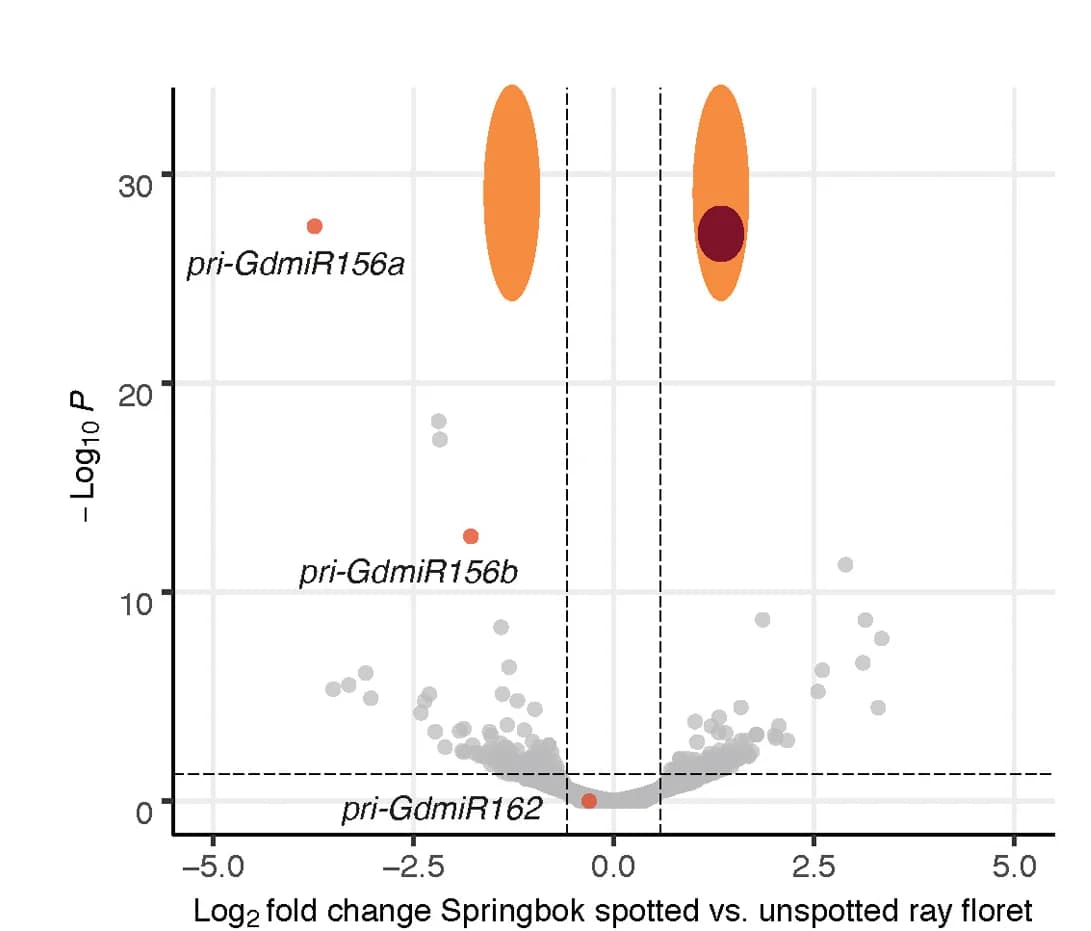 Open access visualization of Volcano Plot, Differential Expression Analysis, Small RNAs, Ray Florets, Reference Transcriptome