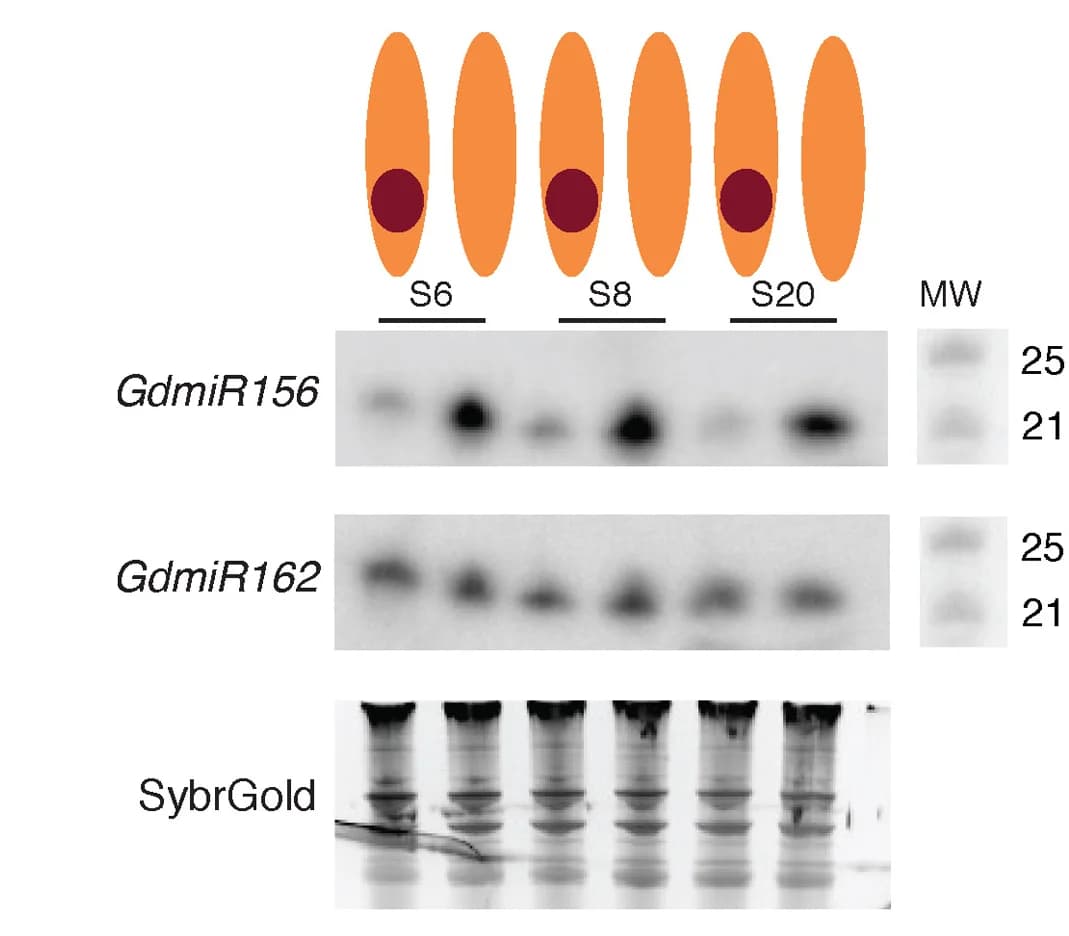 Open access visualization of Gel, Illustration, Northern Blotting, GdmiR156 Expression, Ray Florets