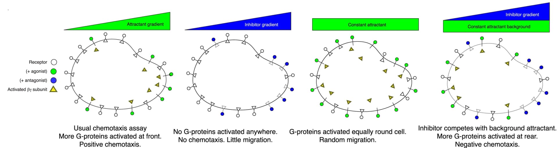 Open access visualization of Illustration, Receptor Competition, Agonists, Antagonists, G-proteins