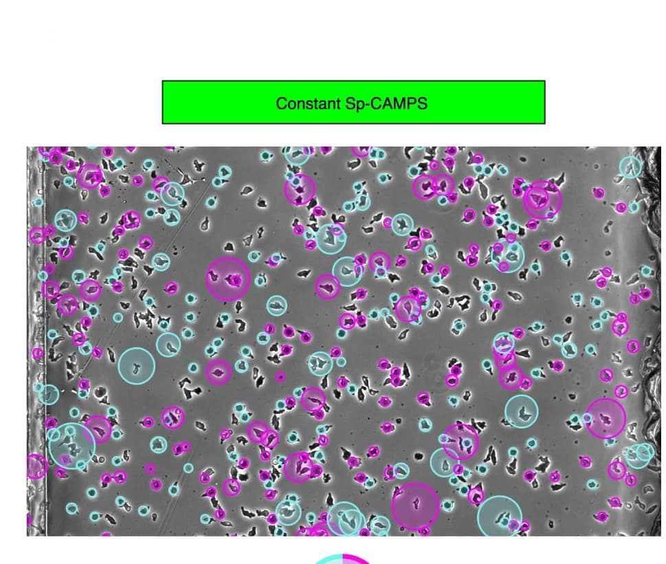Open access visualization of Microscopy, Chemotaxis Chamber Assays, Cells, Sp-cAMPS, Cell Movement