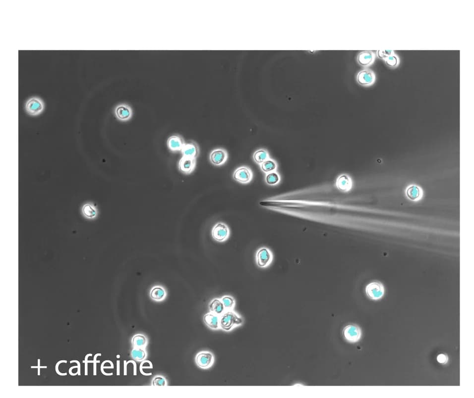 Open access visualization of Microscopy, NC4 Cells, 8-CPT-cAMP, Micropipette, Caffeine