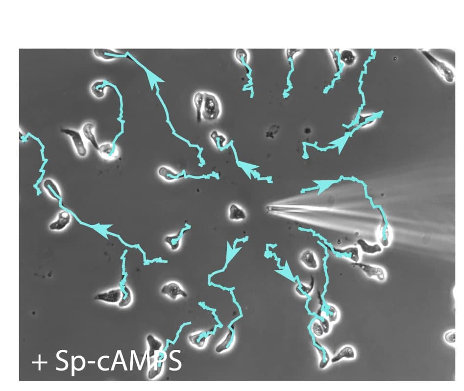 Open access visualization of Microscopy, NC4 Cells, 8-CPT-cAMP, Micropipette, Caffeine