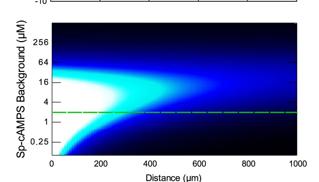Open access visualization of Heatmap, Receptor Activity, Sp-cAMPS Concentration, Antagonist Gradient, Chemorepulsion