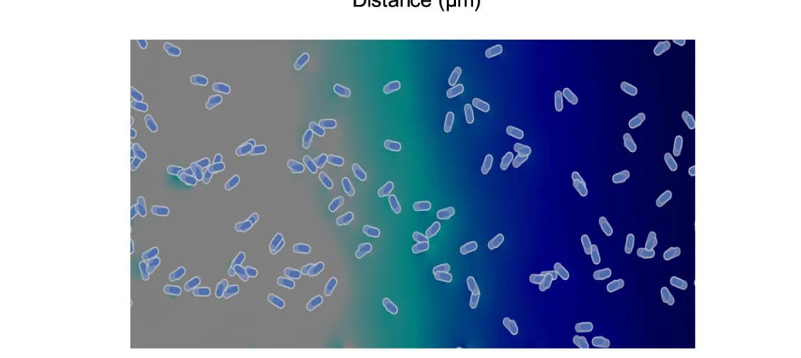 Open access visualization of Microscopy, Antagonists, Cell Degradation, Repulsion