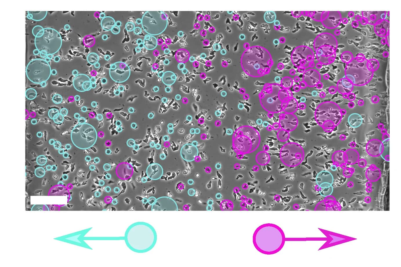 Open access visualization of Microscopy, Experimental Verification, Cell Movement