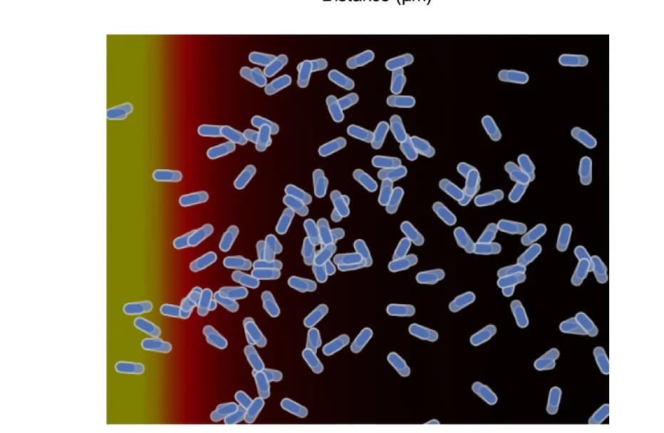 Open access visualization of Microscopy, Modeled Chemotaxis, Partial Agonist, Rp-cAMPS, Positive Chemotaxis