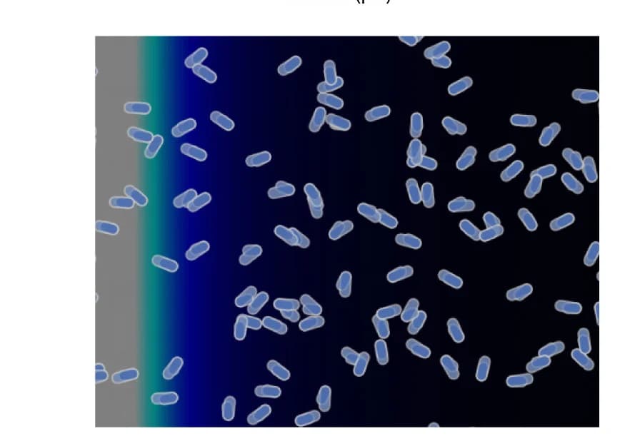 Open access visualization of Microscopy, Modeled Chemotaxis, Partial Agonist, Agonist, Rp-cAMPS