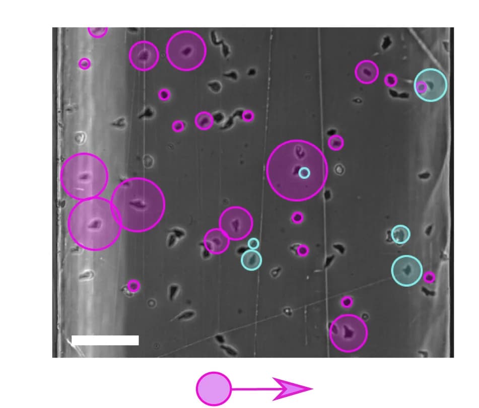 Open access visualization of Microscopy, Experimental Validation, Chemotaxis, acaA−cells, Rp-cAMPS