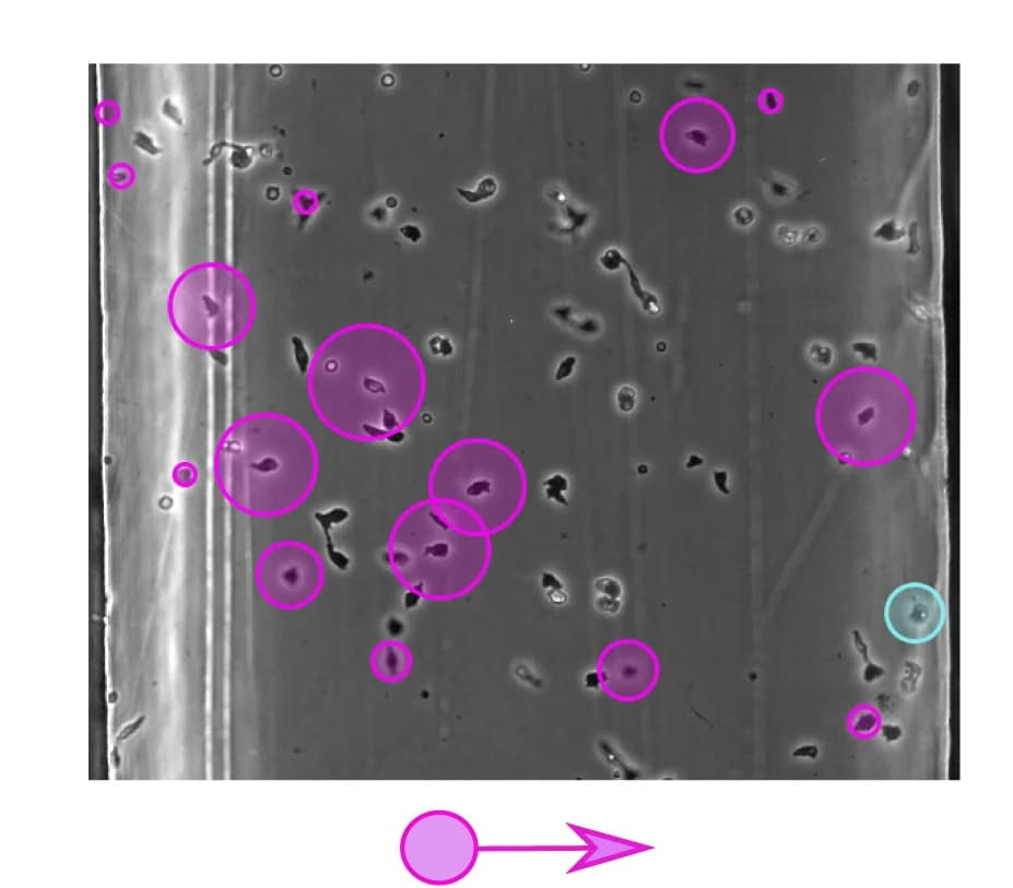 Open access visualization of Microscopy, Experimental Validation, Chemotaxis, acaA−cells, Sp-cAMPS
