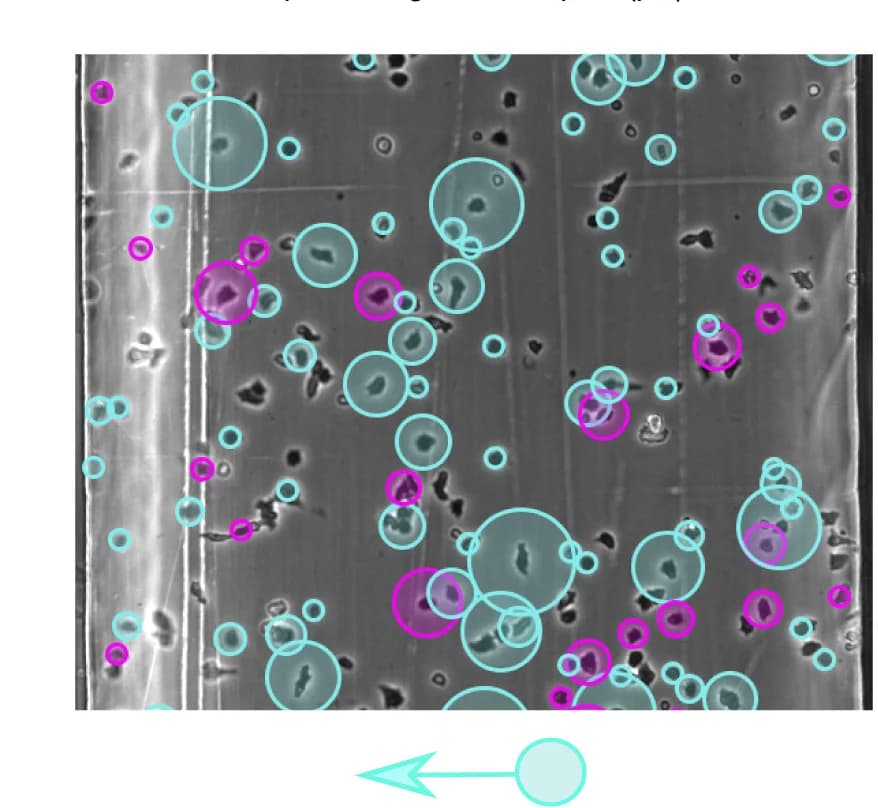 Open access visualization of Microscopy, Experimental Validation, Cell Repulsion, acaA−cells, Rp-cAMPS