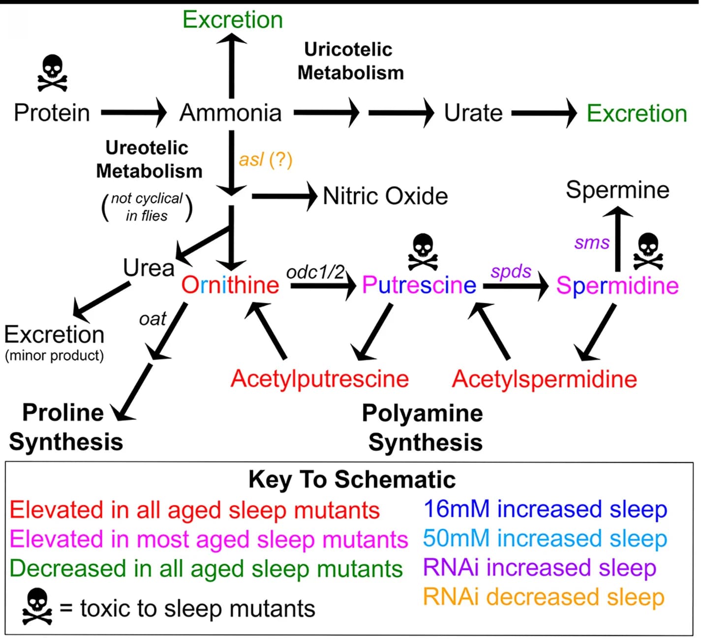 Open access visualization of Workflow, Flowchart, Ureotelic Metabolism, Uricotelic Metabolism, Nitrogen Metabolism