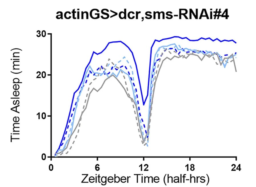 Open access visualization of Line Plot, Sleep, Single-Beam Validation, Screen Hits, Spermine Synthase