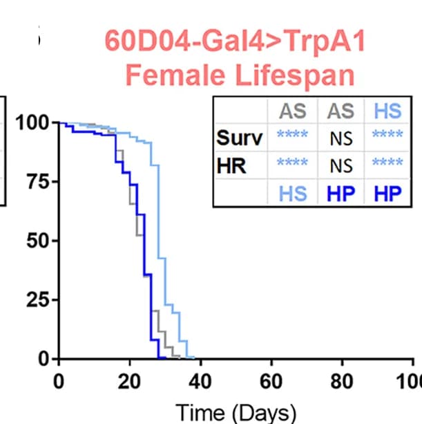 Open access visualization of Survival Curve, Table Image, Female Flies, Lifespan, Sleep-restricted gal4>trpA1