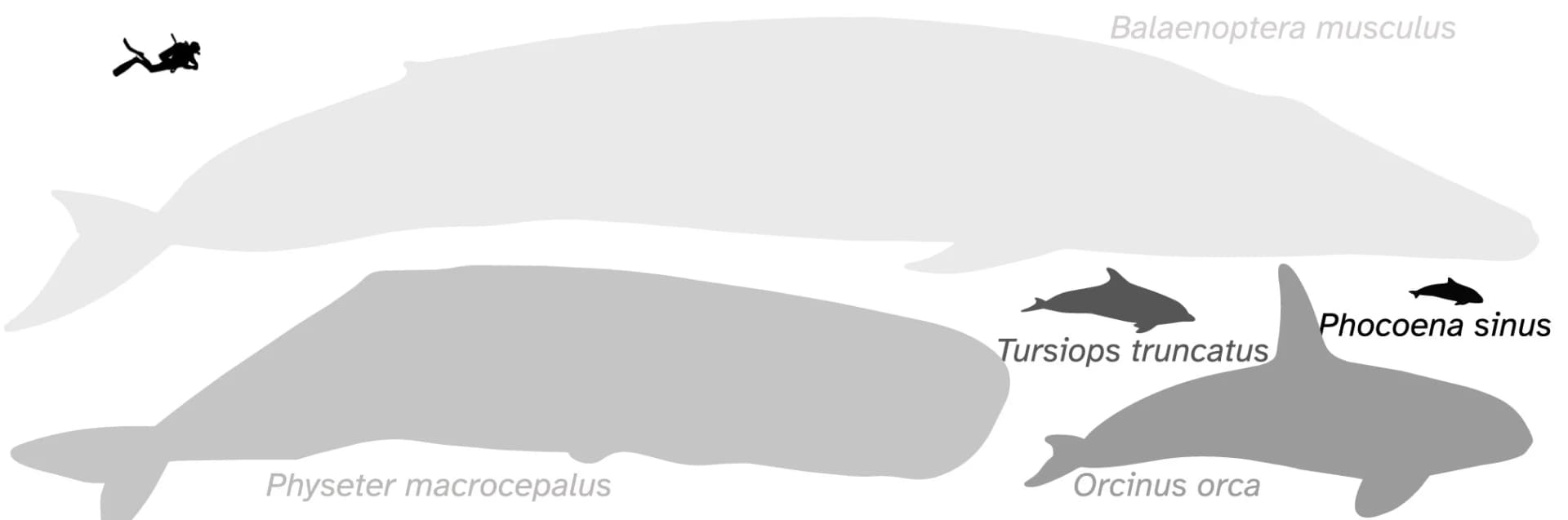 Open access visualization of Illustration, Cetacean, Total Length, Silhouette