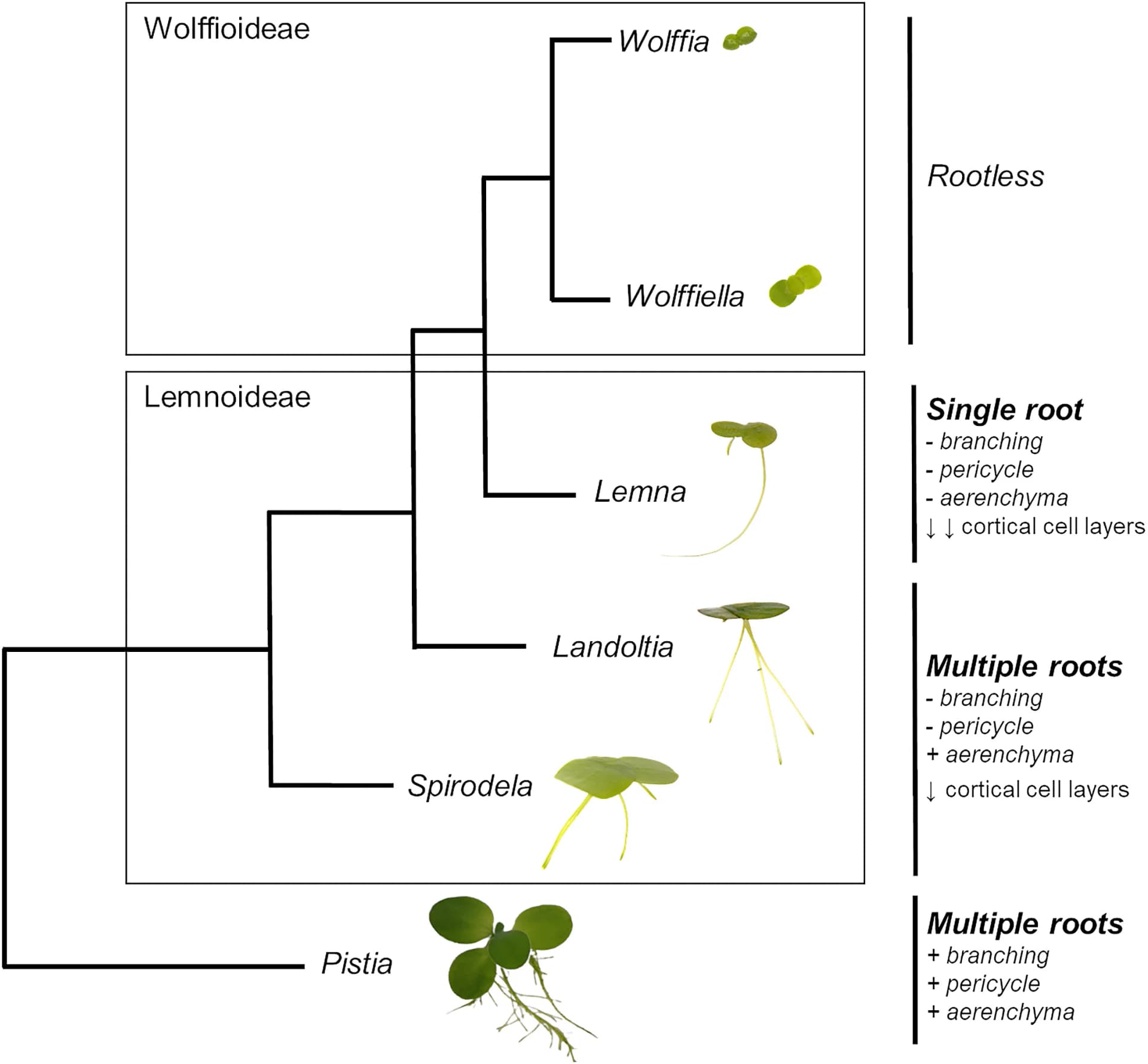 Open access visualization of Workflow, Illustration, Pistia, Root Traits, Phylogeny