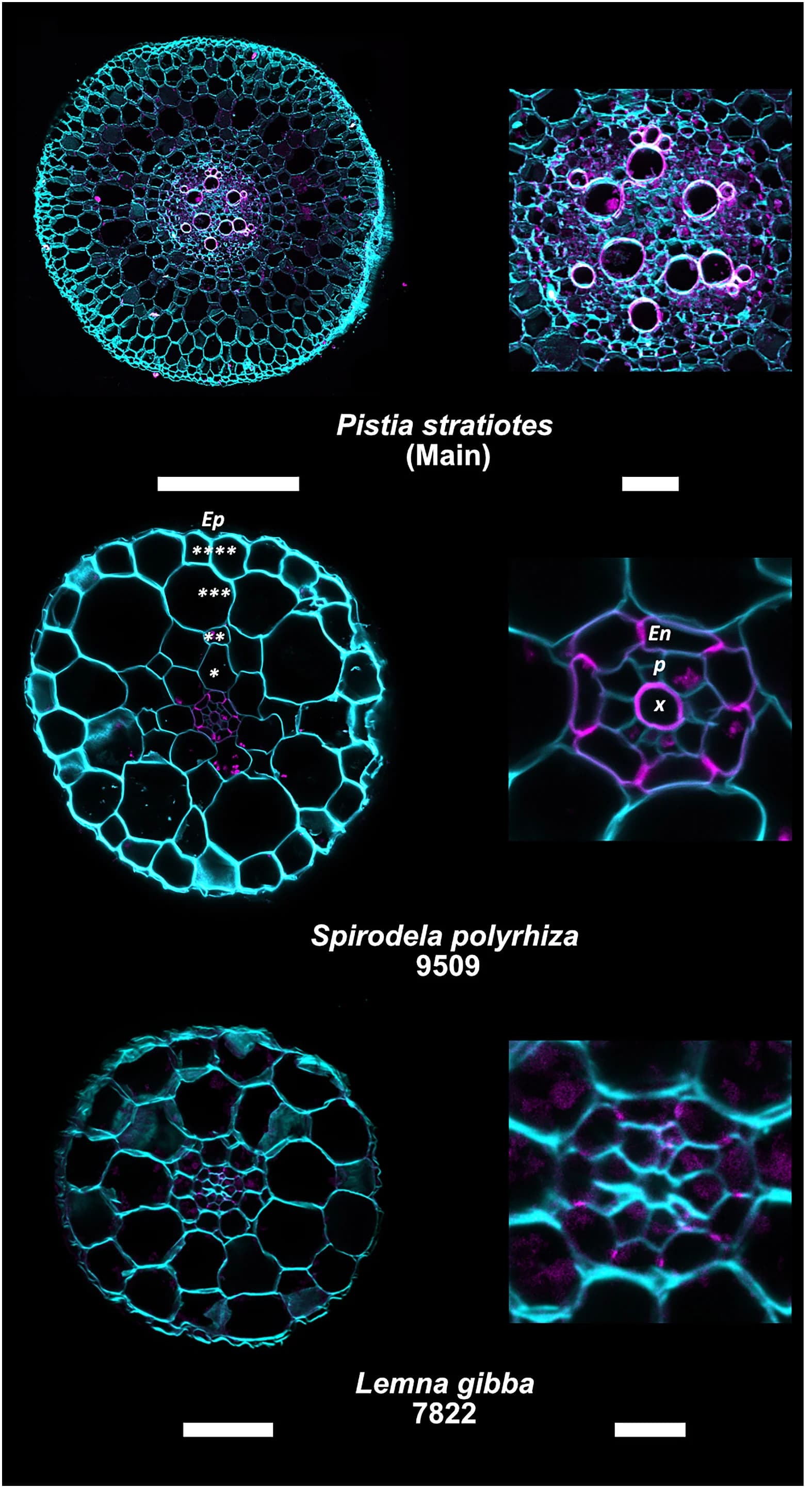 Open access visualization of Microscopy, Root Sections, Spirodela polyrhiza, Lemna gibba, Pistia stratiotes