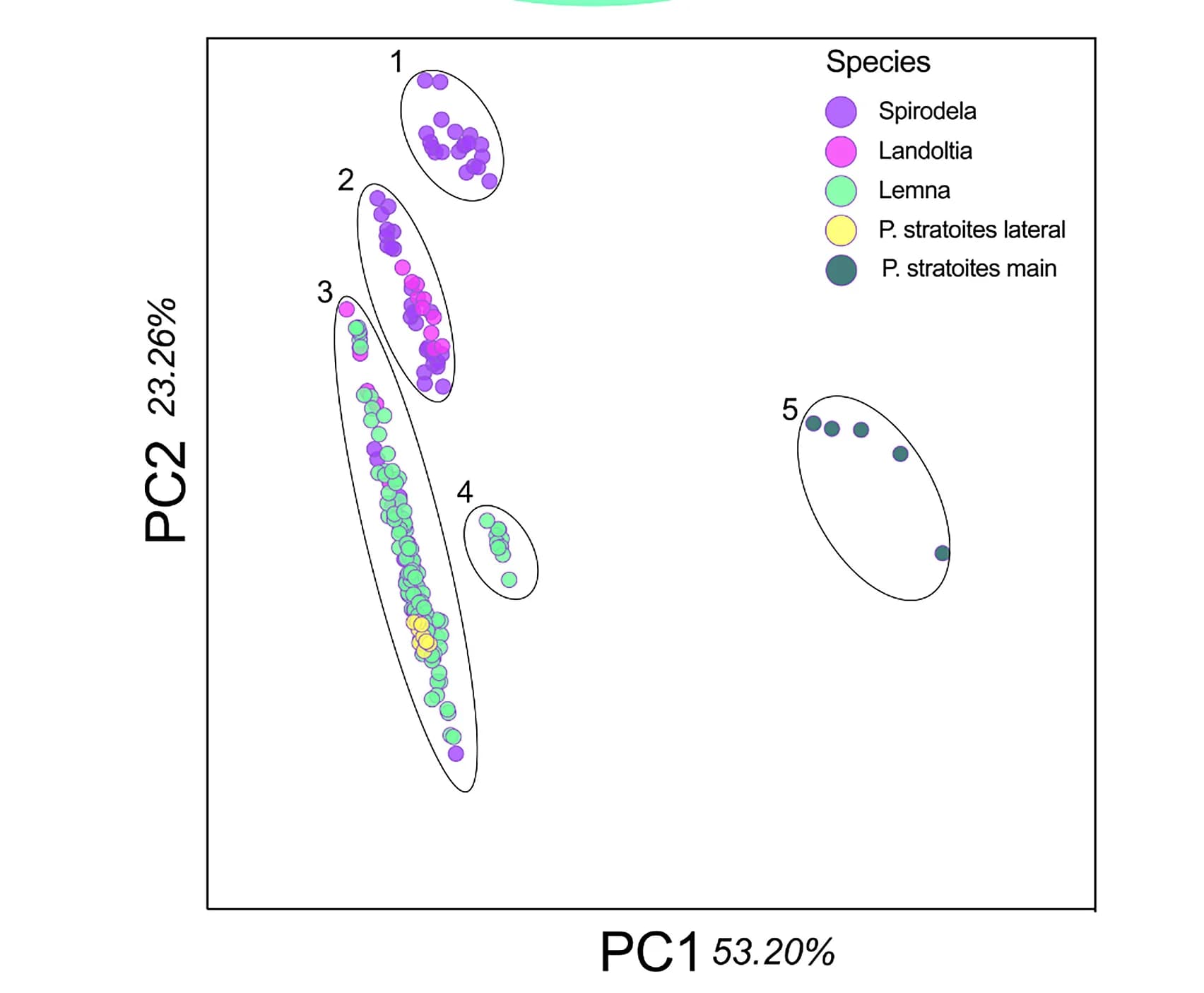Open access visualization of Scatter Plot, PCA, Variables, Duckweed, Root Sections