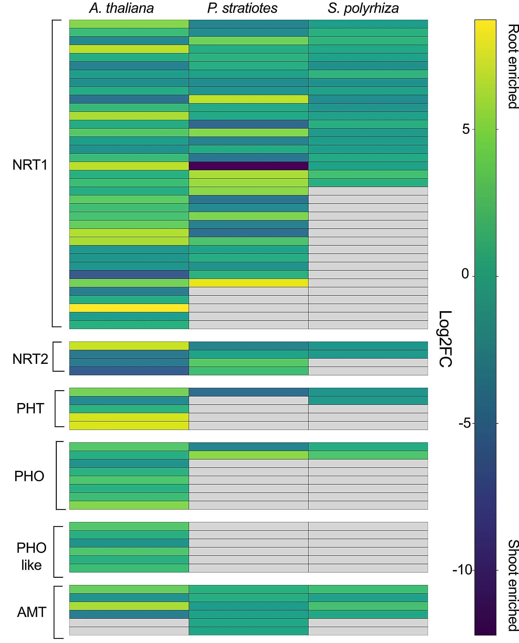 Open access visualization of Heatmap, Log2 fold change, PHT Gene Family, NRT1 Gene Family, NRT2 Gene Family