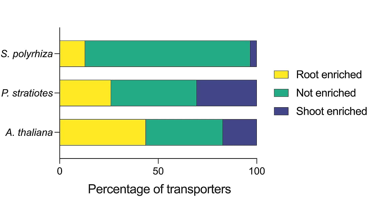 Open access visualization of Stacked Bar Plot, Bar Chart, Gene Expression, Root, Shoot
