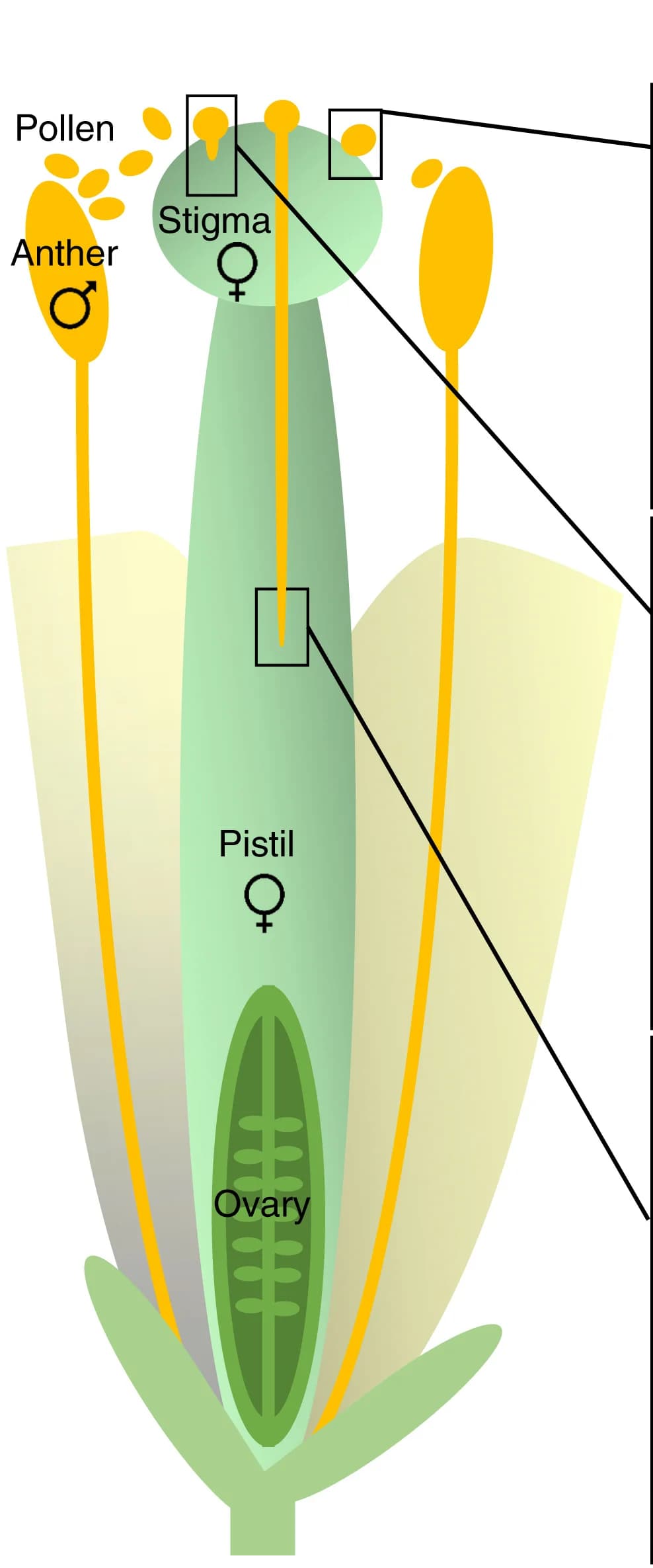 Open access visualization of Illustration, Floral Morphology, Anthers, Pollen Grains, Stigma