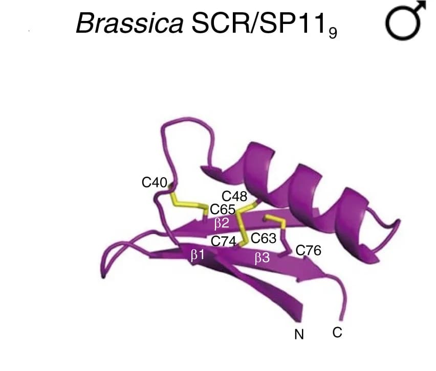 Open access visualization of Protein Structure, SCR/SP11, Disulphide Bonds, Defensin-like Structure