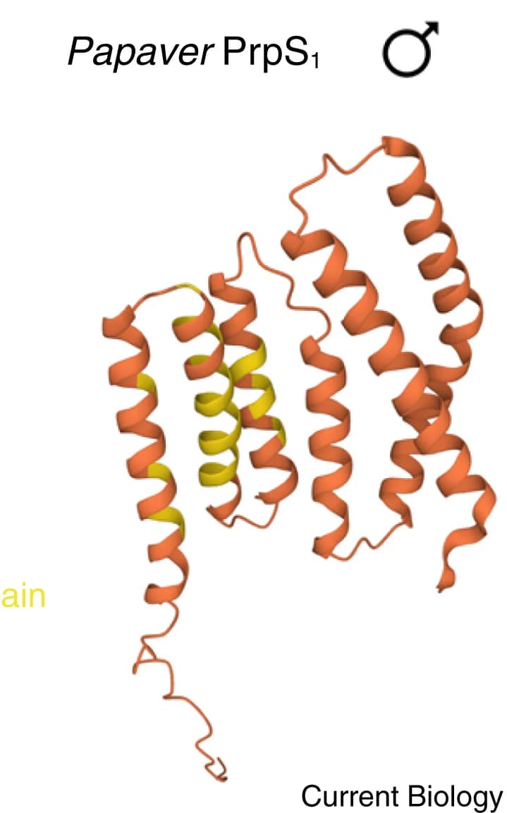 Open access visualization of Protein Structure, PrpS1, Alphafold, Structural Prediction