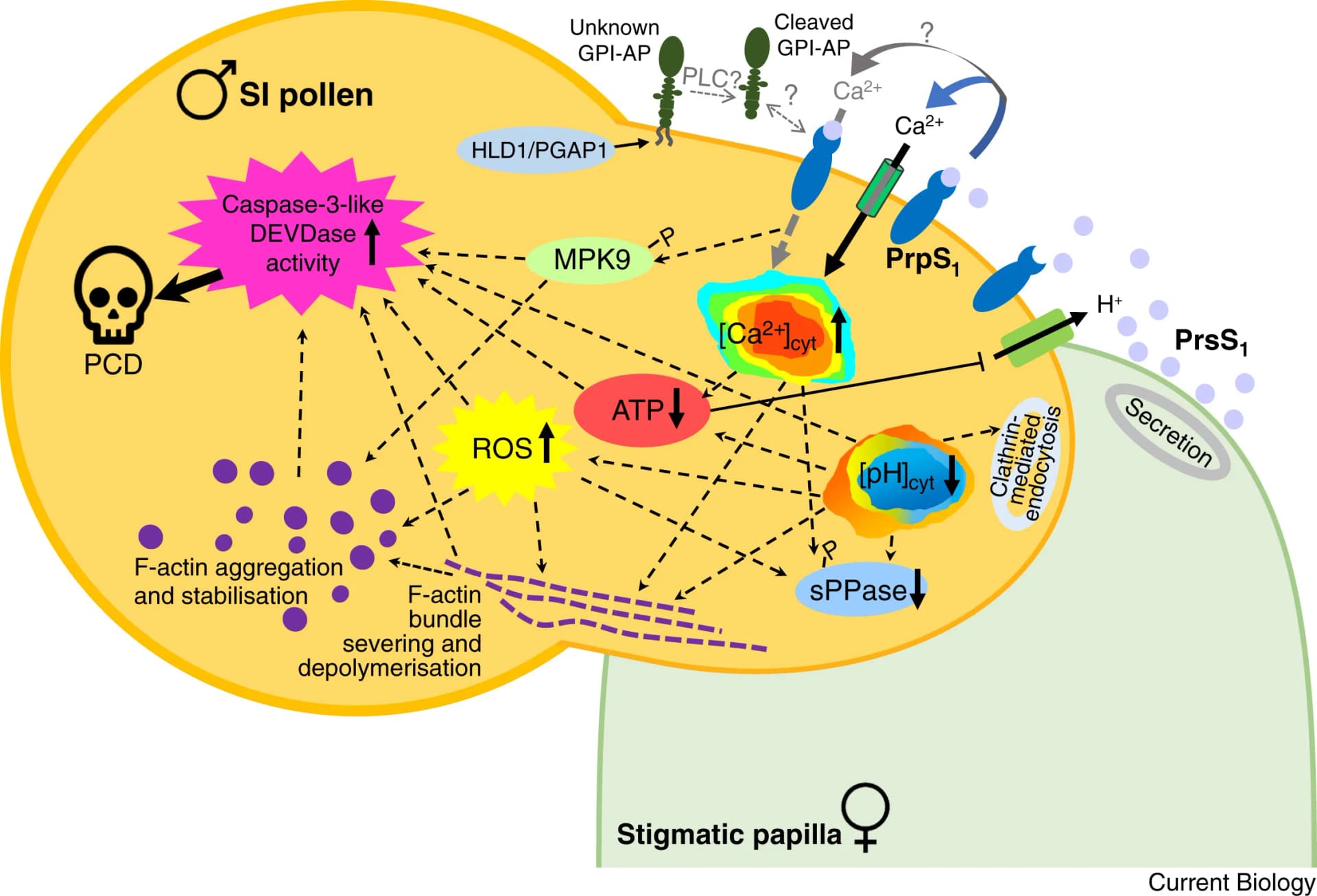 Open access visualization of Workflow, Pathway, Illustration, Pollen Grain, Stigma