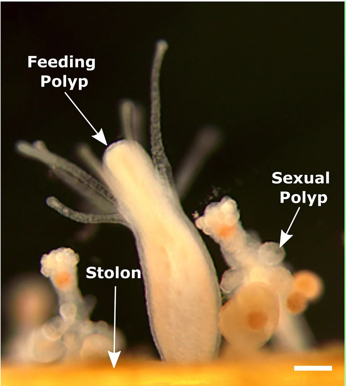 Open access visualization of Microscopy, Photo, Colony, Feeding Polyps, Sexual Polyps